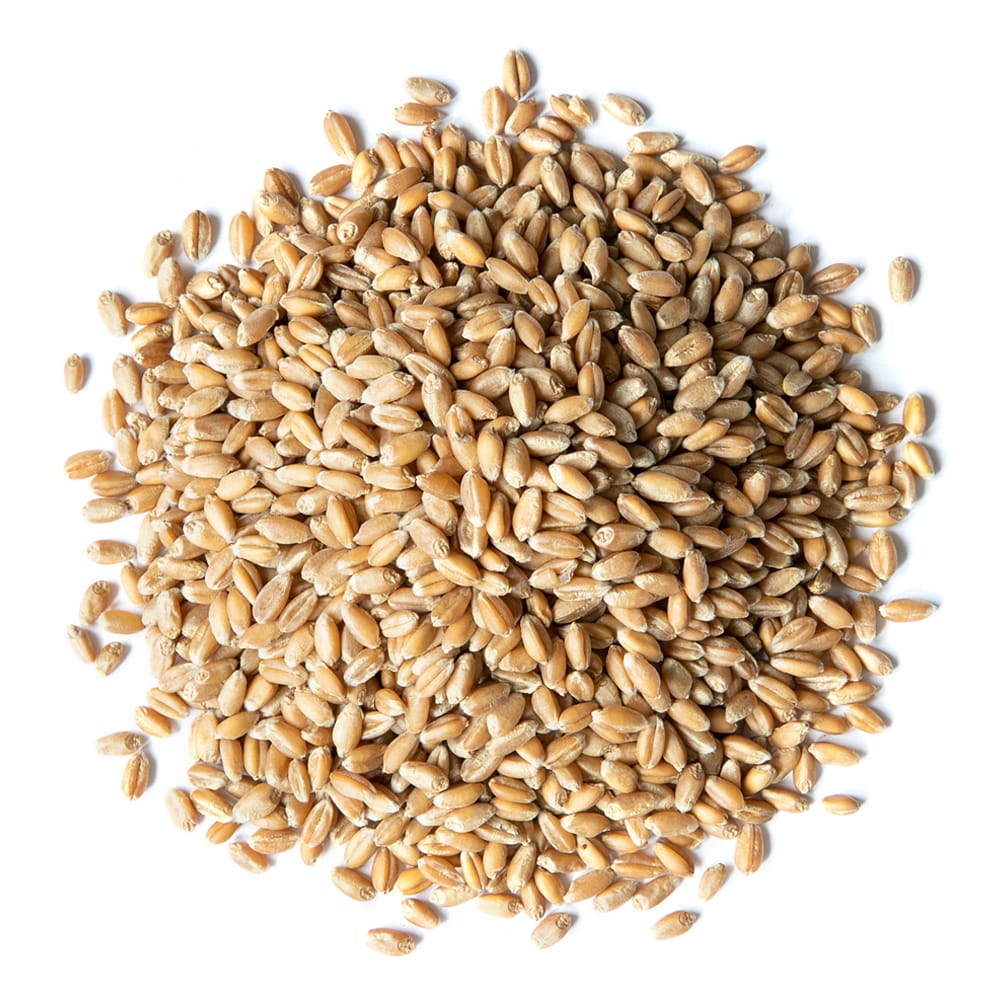 organic wheat berries